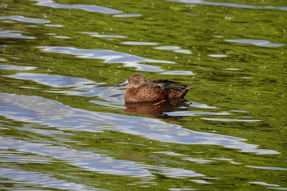 Australasian Shoveler - ML646783078