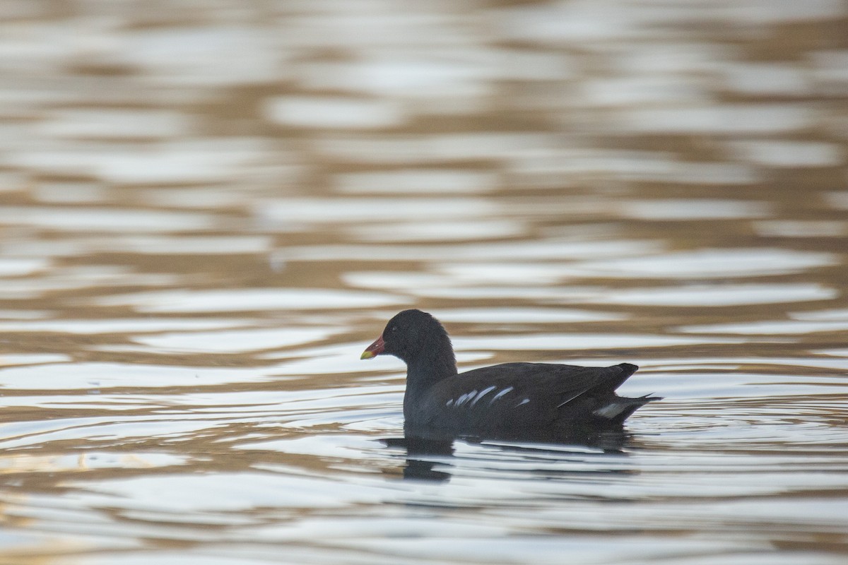 Eurasian Moorhen - ML646783079