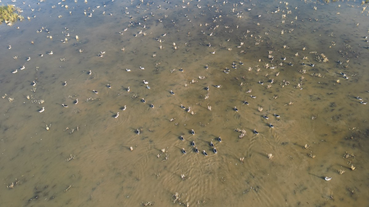 Гуска гірська - ML646783082