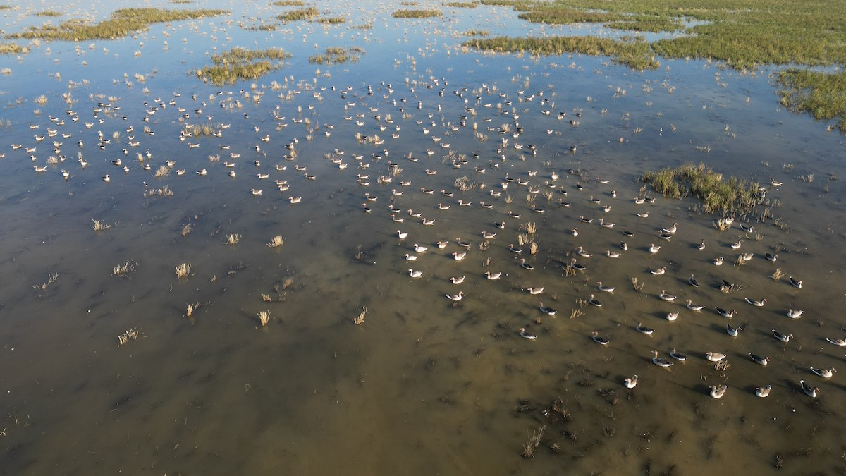 Гуска гірська - ML646783086