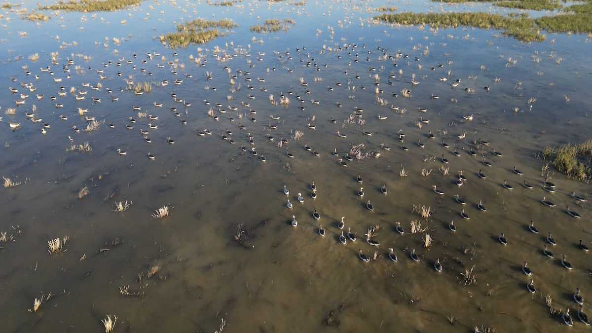 Гуска гірська - ML646783087