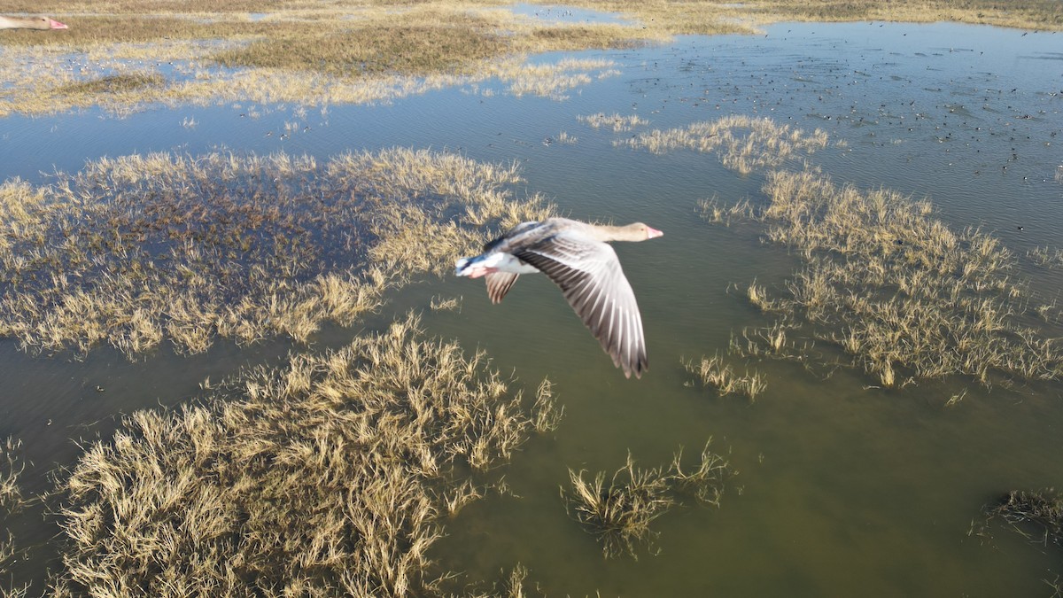 灰雁 - ML646783092