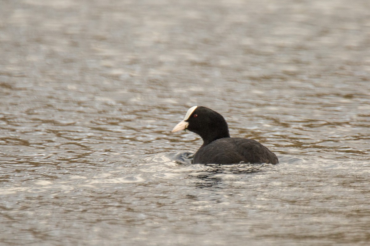 Eurasian Coot - ML646783097