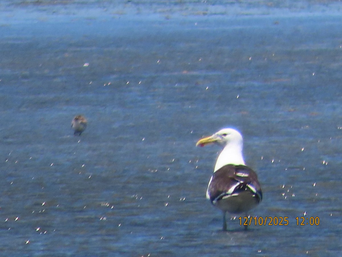 Gaviota Cocinera - ML646783098
