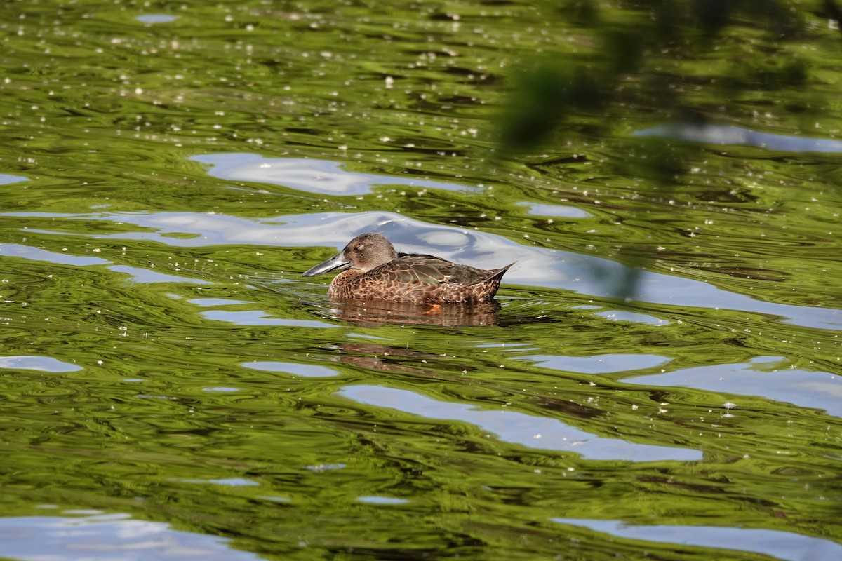 Australasian Shoveler - ML646783099