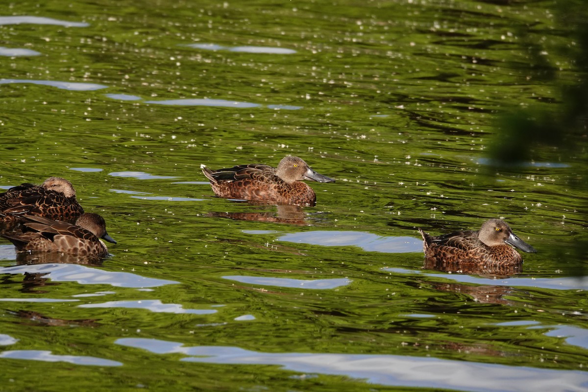 Australasian Shoveler - ML646783100