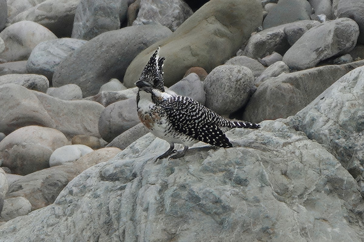 Crested Kingfisher - ML646783107