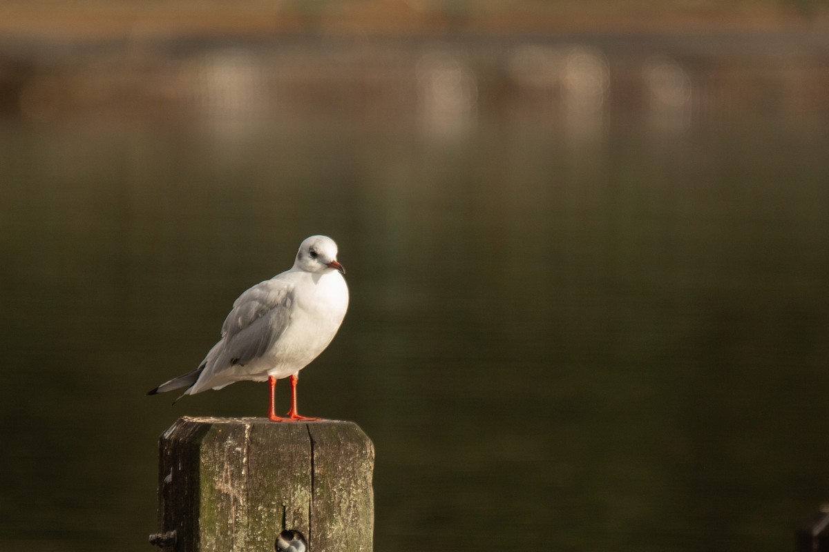 Black-headed Gull - ML646783108