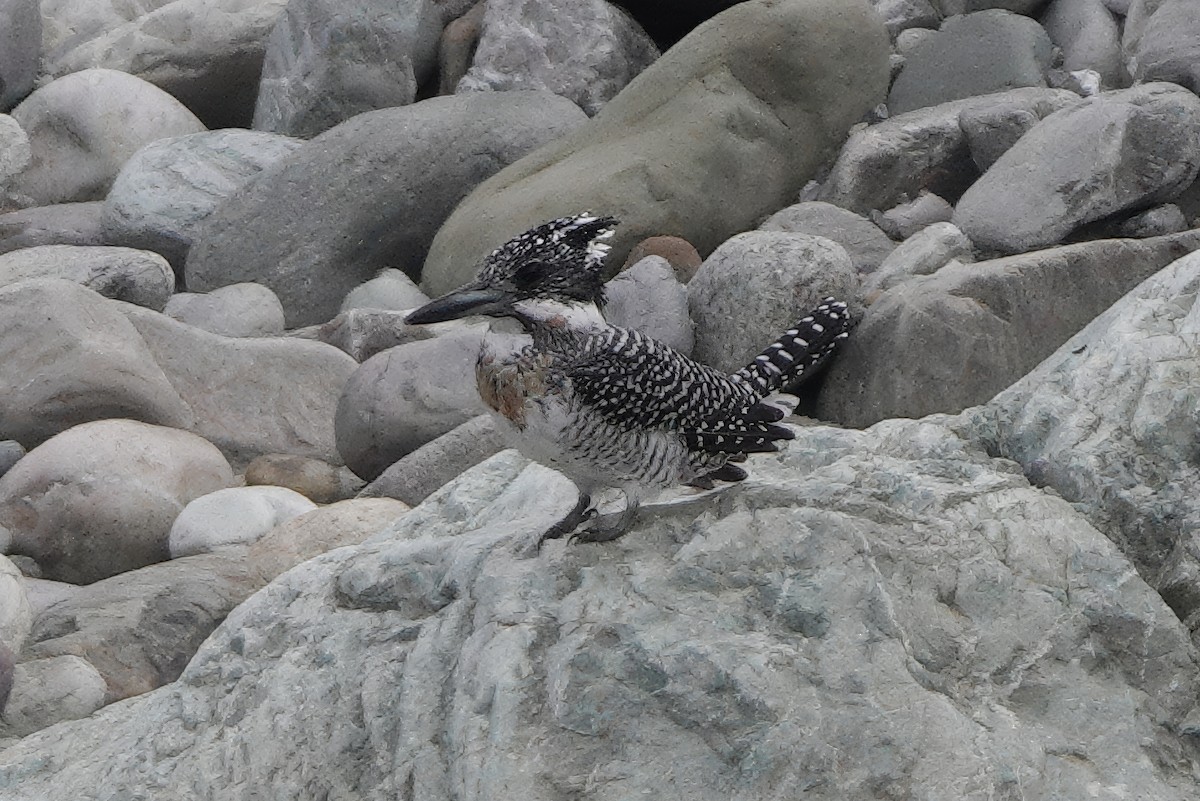 Crested Kingfisher - ML646783109
