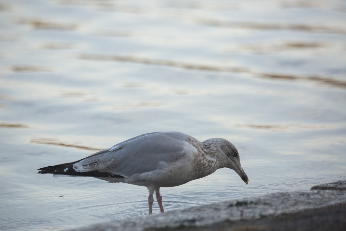 European Herring Gull - ML646783112