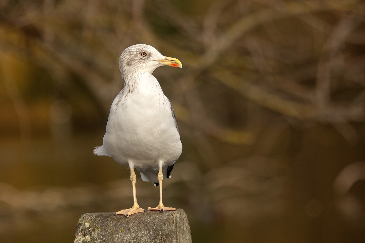 Lesser Black-backed Gull - ML646783119