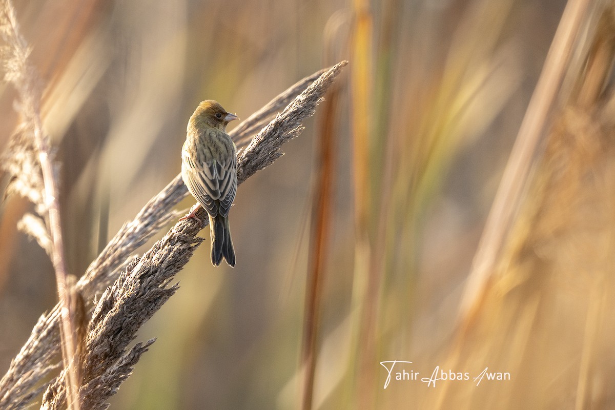 Bruant à tête rousse - ML646783120