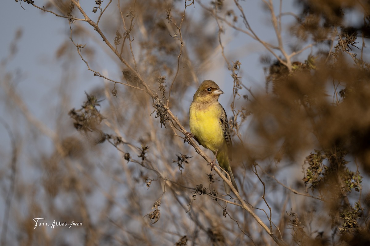 Bruant à tête rousse - ML646783121
