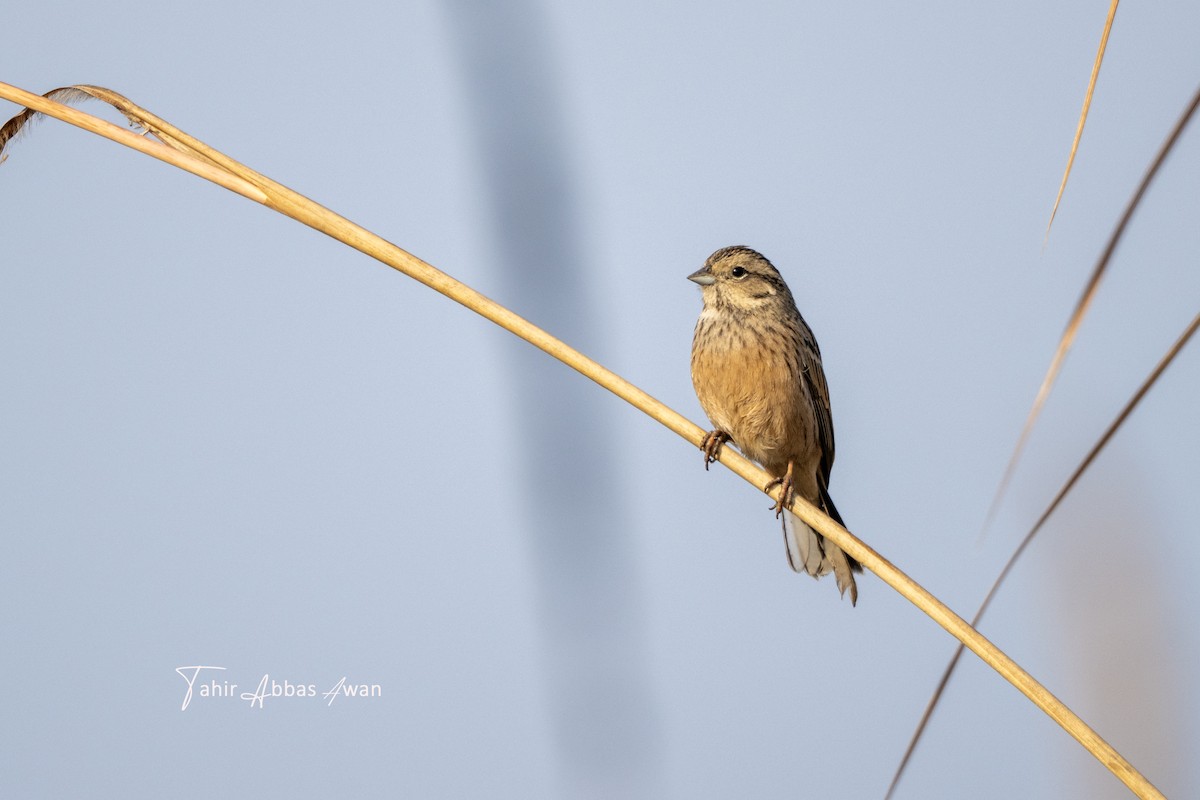 Bruant fou - ML646783125