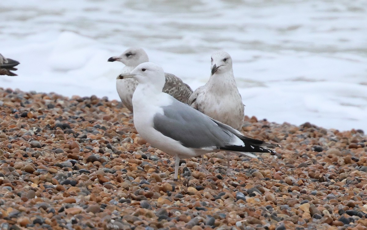 Caspian Gull - ML646783127
