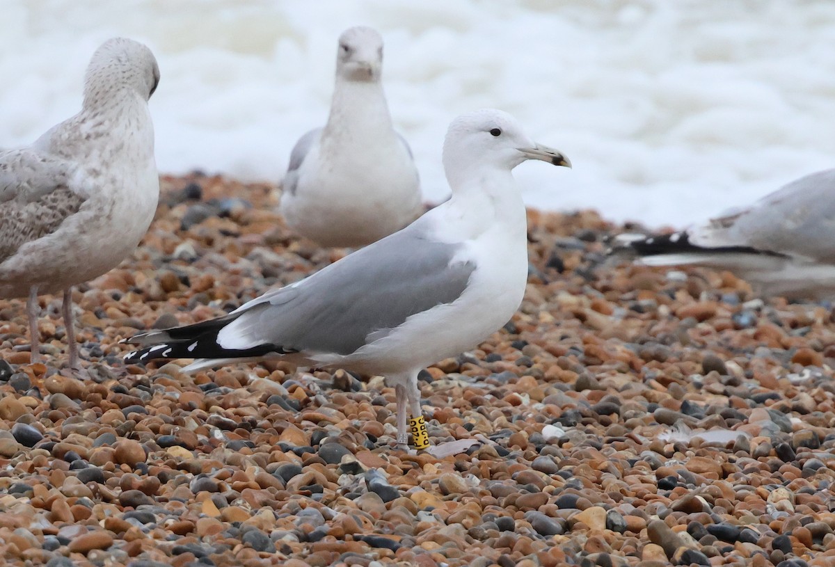 Caspian Gull - ML646783128