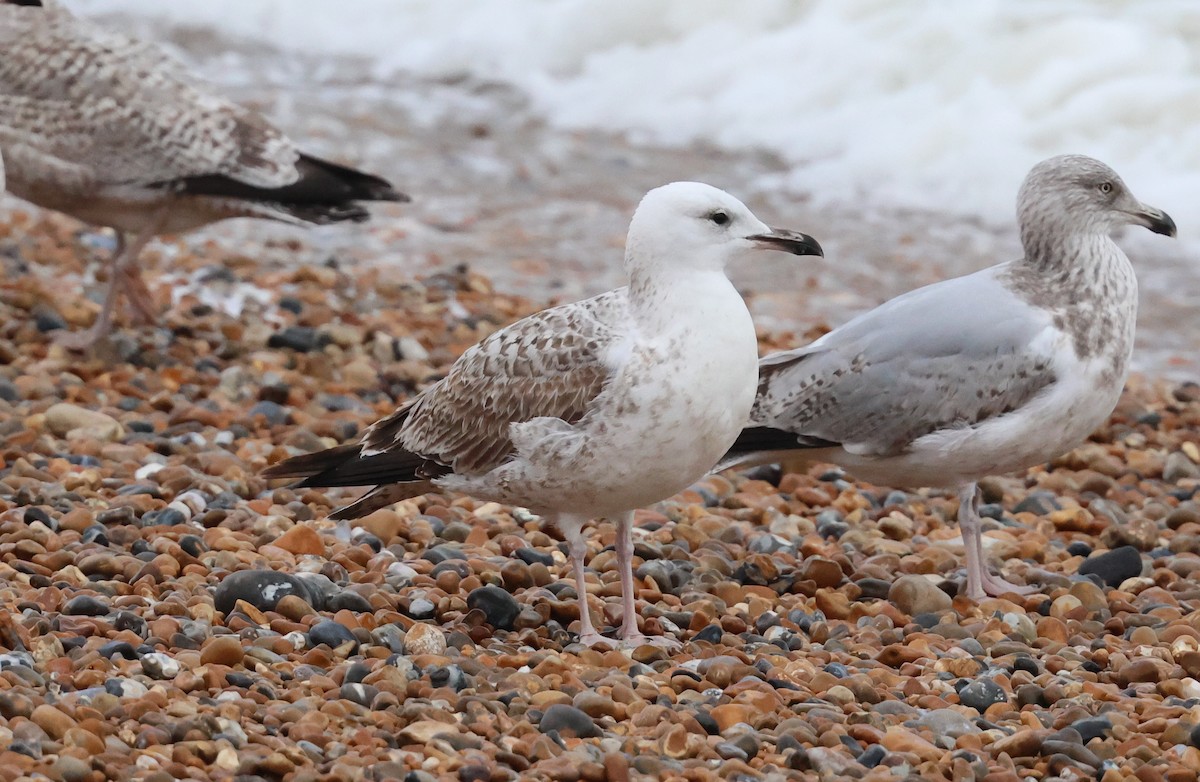 Caspian Gull - ML646783129