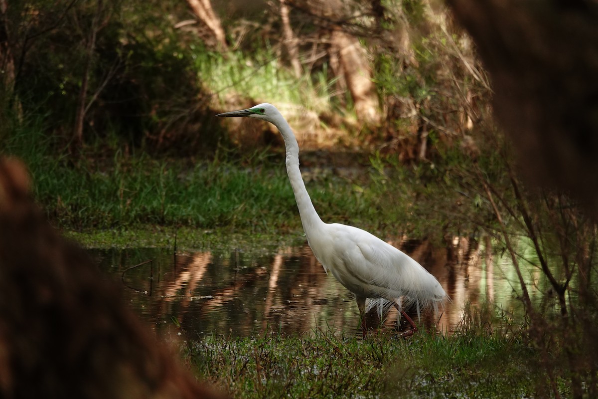 Great Egret - ML646783130