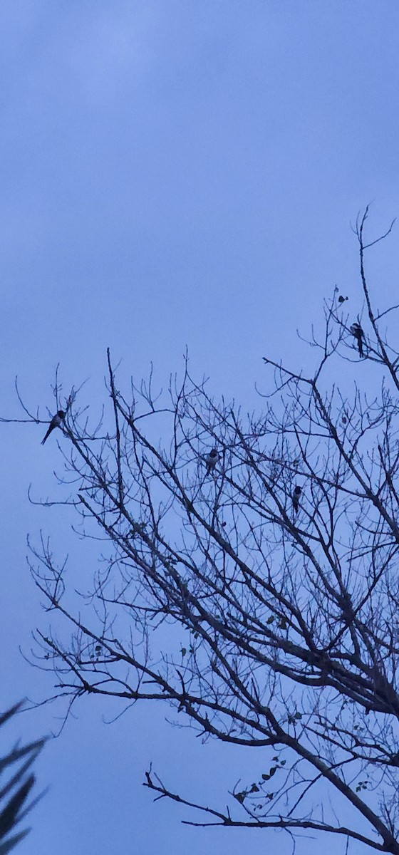 ユーラシアカササギ - ML646783131