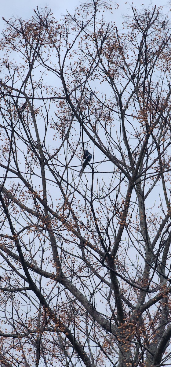 ユーラシアカササギ - ML646783132