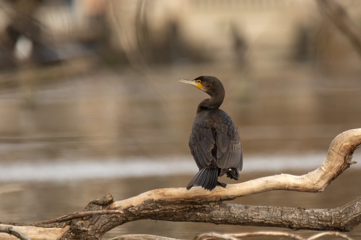 Great Cormorant - ML646783137
