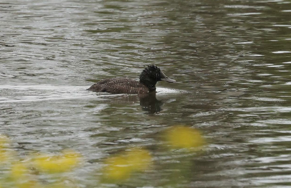 Blue-billed Duck - ML646783141