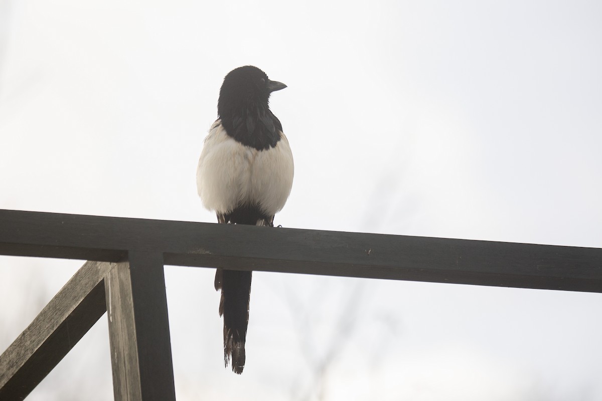 Eurasian Magpie - ML646783142