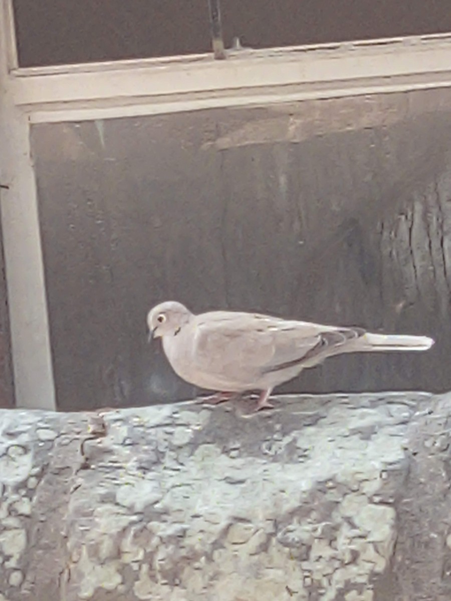 tyrkerdue - ML646783144