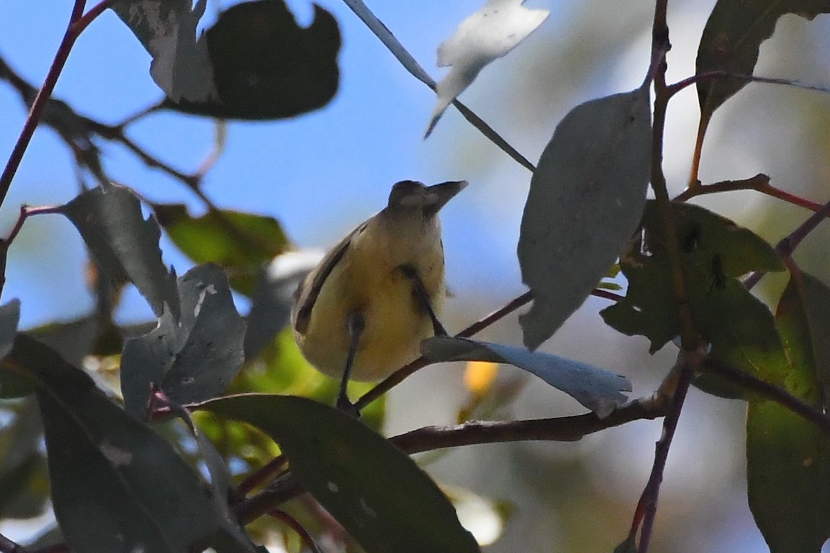 Weebill - ML646783145