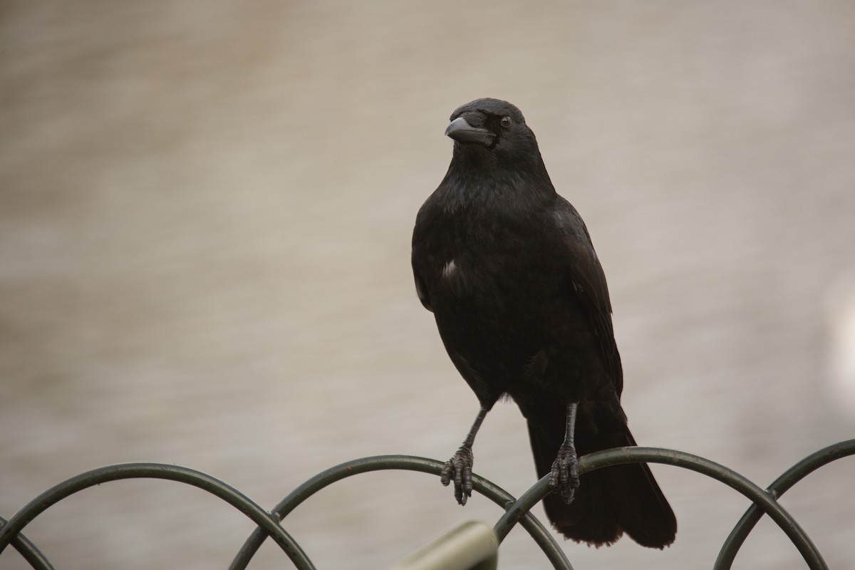 Carrion Crow - ML646783146