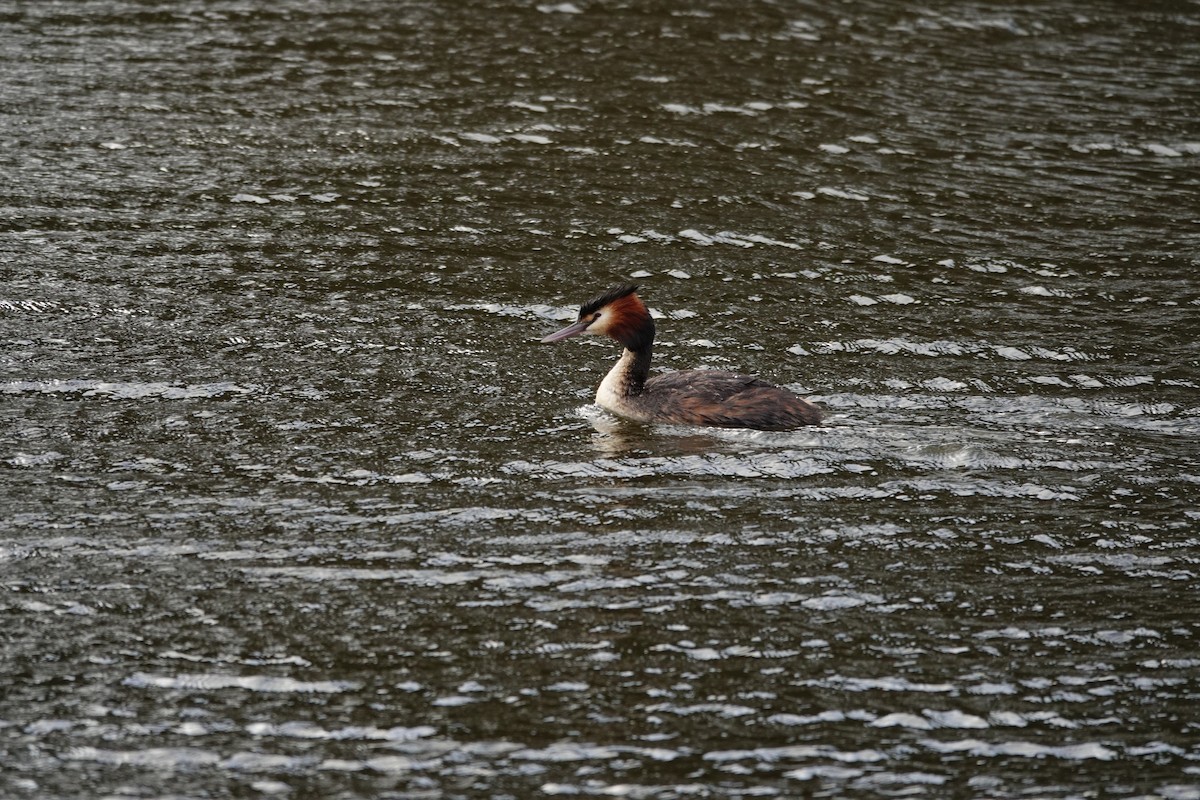 Great Crested Grebe - ML646783147