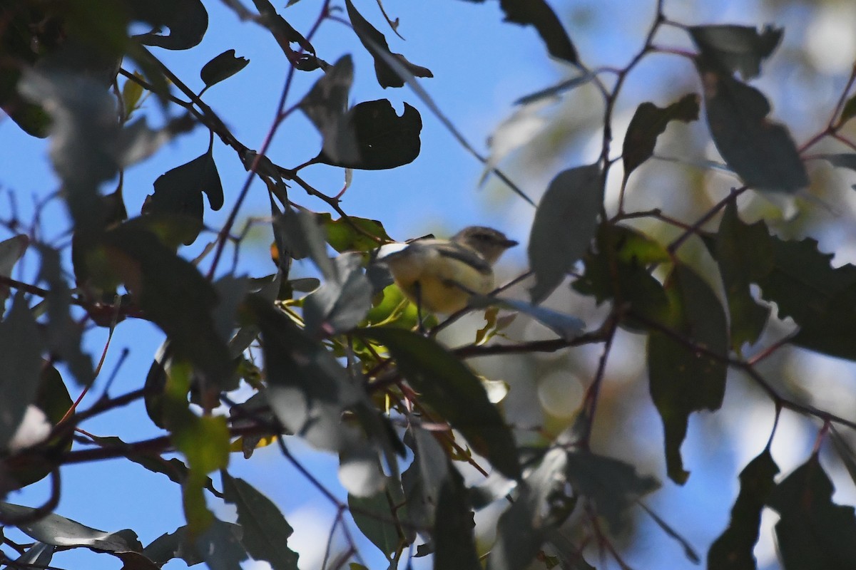 Weebill - ML646783148