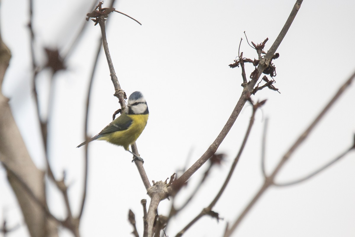 Eurasian Blue Tit - ML646783149
