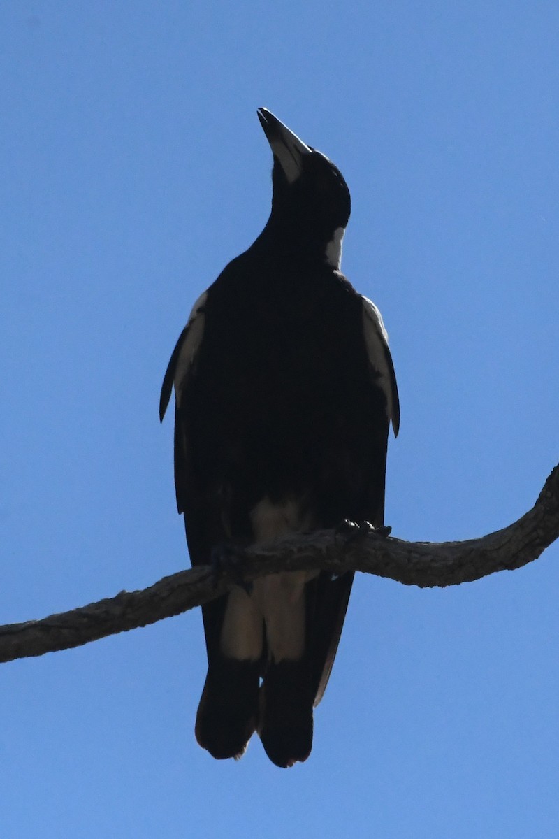 Australian Magpie - ML646783150