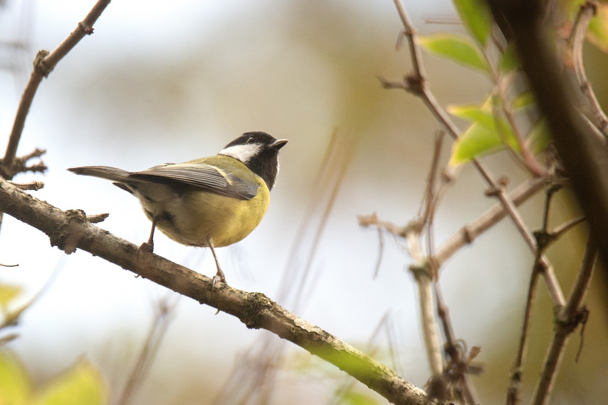 Great Tit - ML646783151