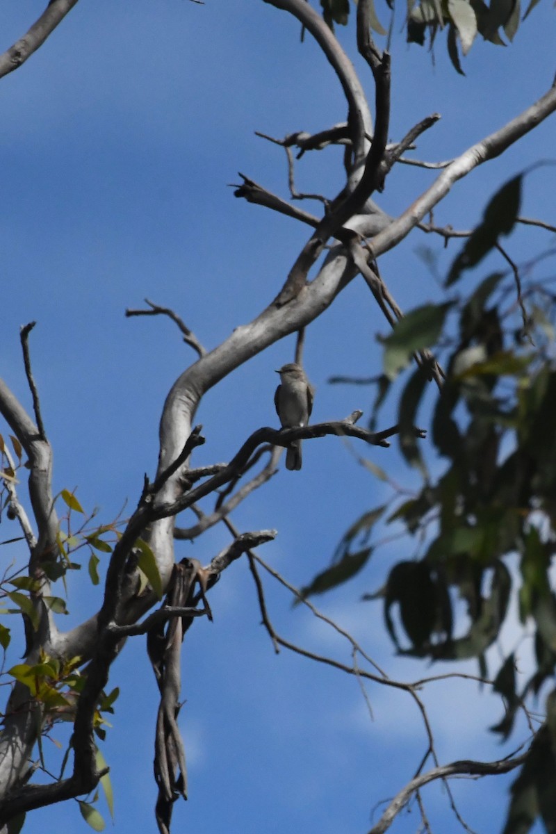 Jacky-winter - ML646783155