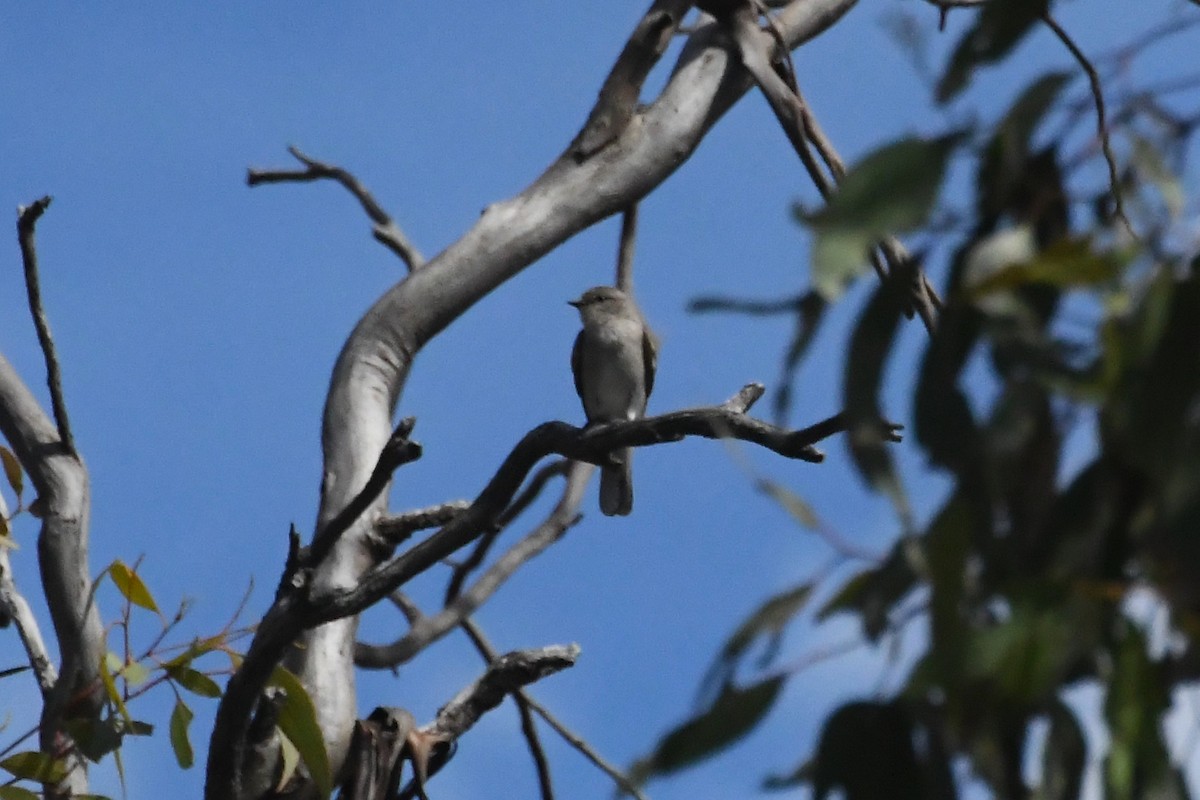 Jacky-winter - ML646783157