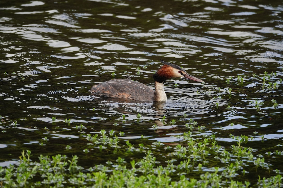 Great Crested Grebe - ML646783158