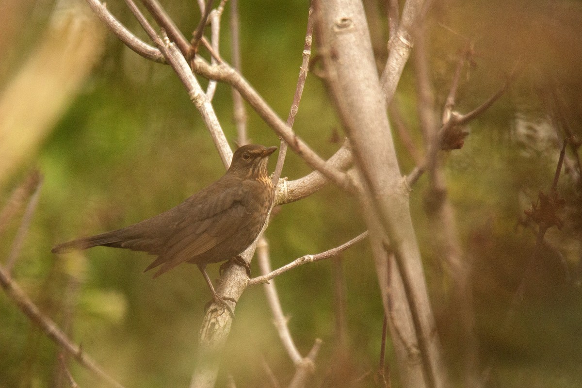 Eurasian Blackbird - ML646783159