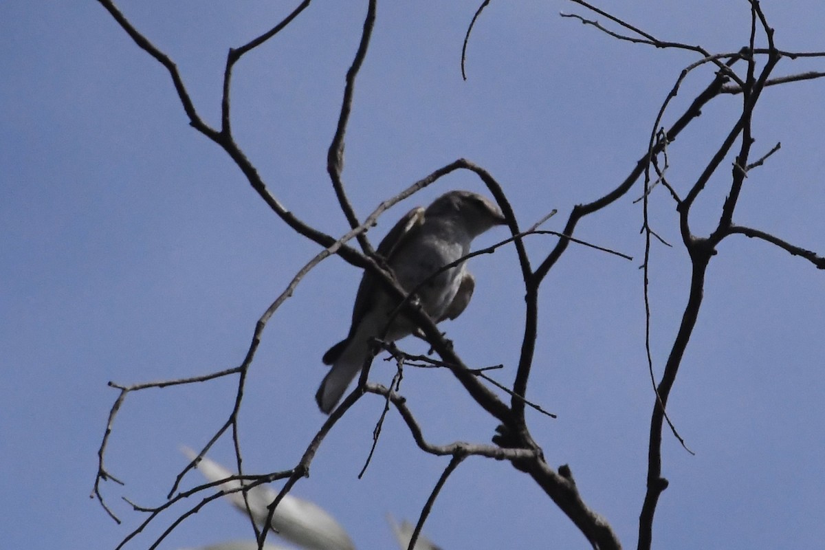 Jacky-winter - ML646783160