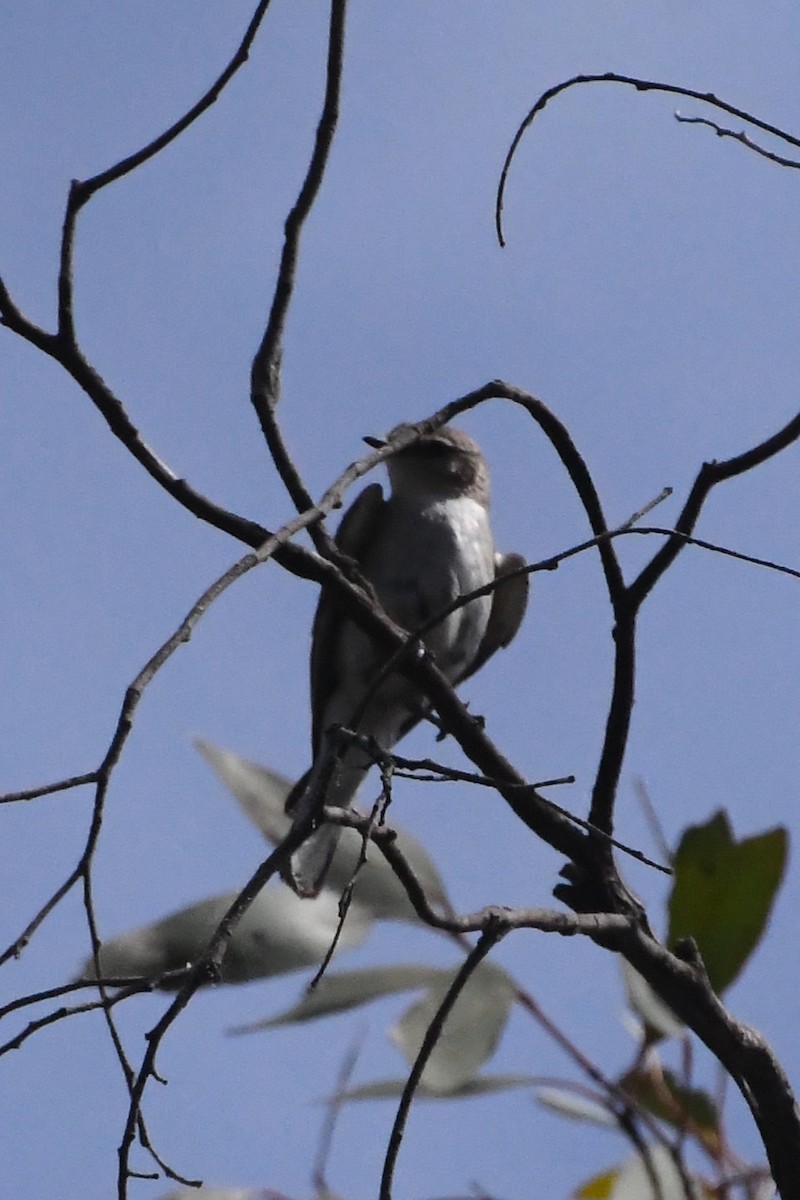 Jacky-winter - ML646783161