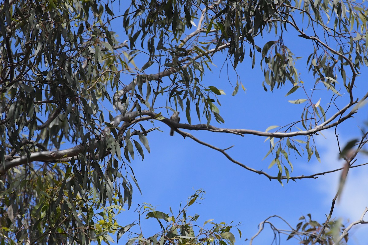 Jacky-winter - ML646783163