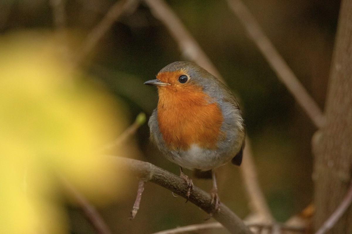 European Robin - ML646783164