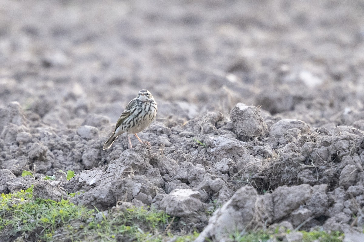 Rosy Pipit - ML646783166