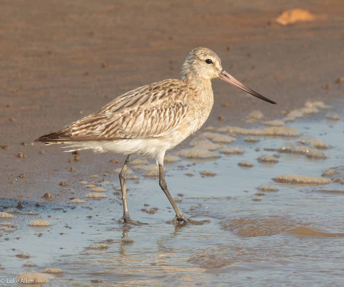 Bar-tailed Godwit - ML646783173