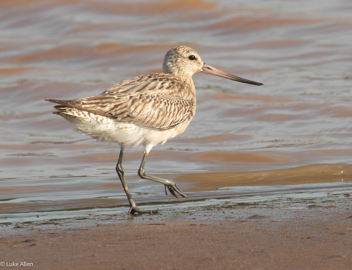 Bar-tailed Godwit - ML646783175