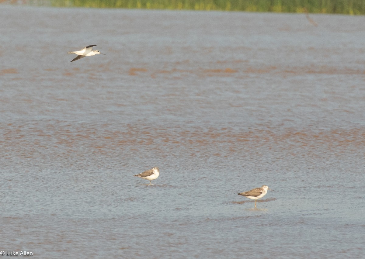 Common Greenshank - ML646783176