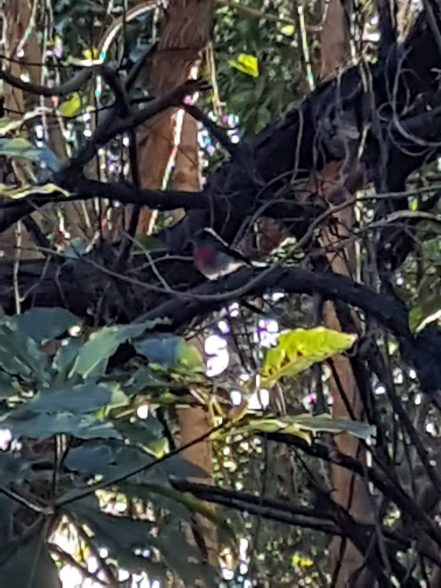 Rose Robin - ML646783177