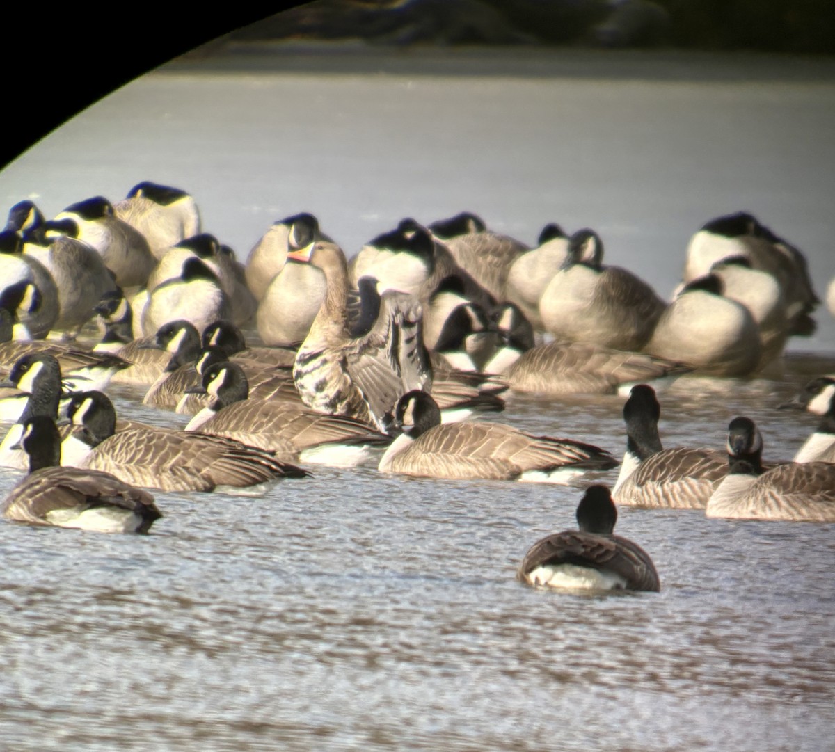 Greater White-fronted Goose - ML646783180