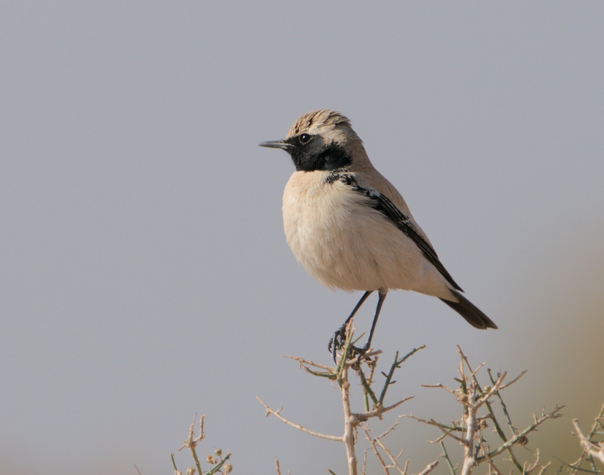 Desert Wheatear - ML646783181